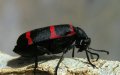 New Beetle Species Discovered in Morocco's Atlas Mountains