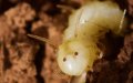 New Fly Species Mimics Termites to Infiltrate Colonies in Morocco