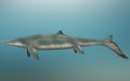 New Mosasaur Species Discovered in Moroccan Phosphate Mine