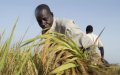 Nigeria Sends 200 Young Farmers Abroad for Agricultural Training