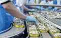 Ocean Crisis Threatens French Sardine Industry
