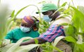 OCP Group to Double Fertilizer Supply for African Farmers Amid Food Security Concerns
