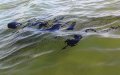Oil Spill Pollutes Popular Agadir Beach, Investigation Underway