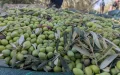 The olive harvest in Morocco turns into a headache