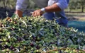 Olive oil in Morocco: Record harvest, but no one to pick
