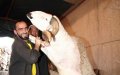 ONSSA Cracks Down on Livestock Breeders Ahead of Eid al-Adha 2019