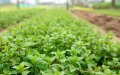 ONSSA Cracks Down on Untested Mint Sales in Moroccan Markets