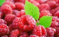 US Opens Market to Moroccan Raspberries Following USDA Approval