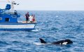 Orca Attack off Moroccan Coast Damages Fishing Boat, Raises Safety Concerns