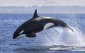 Orca Attacks on Boats Surge in Gibraltar Strait, Raising Concerns