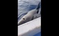 Orca Pod Attacks Fishing Boat off Moroccan Coast, Crew Unharmed