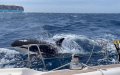 Orcas Sink Sailboat in Latest Attack off Moroccan Coast
