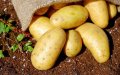 Organic Farming Surges in Morocco: Production Triples as Farmers Embrace Sustainable Agriculture