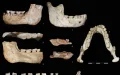 Origins of Humans: Morocco Unveils the Potential Common Ancestor of Sapiens and Neanderthal