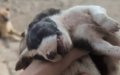 Outcry as Emaciated Dogs Found in Abandoned Building in Kénitra, Morocco