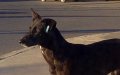 Outcry as Tangier Accused of Culling Stray Dogs Ahead of Club World Cup