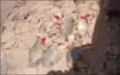 Outrage in Morocco After Six Wolf Cubs Slaughtered by Nomadic Herders