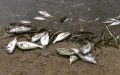 Oxygen Depletion Likely Cause of Fish Die-Off in Morocco's Sidi Boughaba Lake