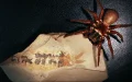 Paleontology: Morocco loses its record for the oldest chelicerate to Utah