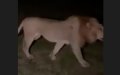 Panic Grips Moroccan Province as 'Atlas Lion' Rumors Persist Despite Official Denials