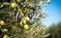 The paradox of the olive in Morocco: a record harvest but tons of lost fruit