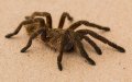 Pilot Bitten by Stowaway Tarantula During Madrid-Bound Flight