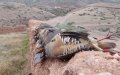 Poaching Surges in Morocco During COVID-19 Lockdown, Officials Report