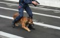 Police Dogs Uncover 26 Gold Ingots in Bus Passenger's Luggage at Laâyoune Checkpoint