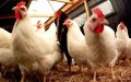Poultry Prices Soar in Casablanca as New Year's Demand Spikes