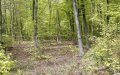Pregnant Woman Murdered in Morocco: Boyfriend Arrested in Forest Burial Case
