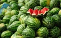 Prices halved: Why Moroccan watermelon will cost much less this summer