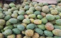 Prickly Pear Luxury Fruit Morocco Prices Rise