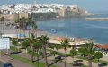 Rabat Activist Urges City to Halt Planting of Non-Native Palm Trees
