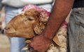Rabat Bans Public Sheep Grilling for Eid Al-Adha Amid COVID-19 Concerns