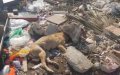 Rabat Farmers Slaughter 30 Stray Dogs After Sheep Attacks, Sparking Outrage