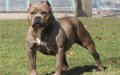 Rabat Police Shoot Aggressive Dog During Drug Suspect's Arrest