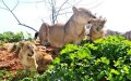 Rabat Zoo Celebrates Birth of 150+ Animals, Including Endangered Species
