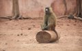 Rabat Zoo Implements Enhanced Safety Measures to Protect Animals During Coronavirus Closure