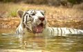Rabat Zoo Welcomes First Tigers, Expanding Animal Collection for Visitors