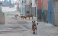 Rabid Dog Attack in Morocco Kills Two Children, Sparks Outrage Over Stray Animal Crisis