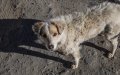 Rabies Alert: Melilla Detects First Case in Dog from Morocco, Urges Vaccination