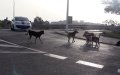 Rabies Alert in Melilla: Spanish Enclave Tightens Animal Travel Rules Amid Outbreak