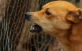 Rabies Alert: Moroccan Dog Sparks Outbreak Concerns in Spanish Enclave