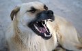 Rabies Alert: Second Infected Dog Found at Melilla-Morocco Border