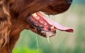 Rabies Case Confirmed in Paris: Dog from Morocco Bites Several Before Death