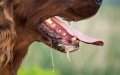 Rabies Concerns Rise as Pets from Morocco Enter Spain's Malaga Province