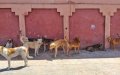 Rabies Death of Child in Morocco Sparks Outcry Over Stray Dogs and Healthcare