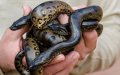 Rare Anaconda Birth: 27 Babies Born at Moroccan Wildlife Park