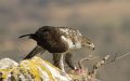 Rare Bonelli's Eagle Found Dead After Epic 3-Year Journey Across Europe and Africa