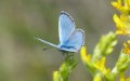 Rare Butterfly Species Rediscovered in Morocco After 135-Year Absence
